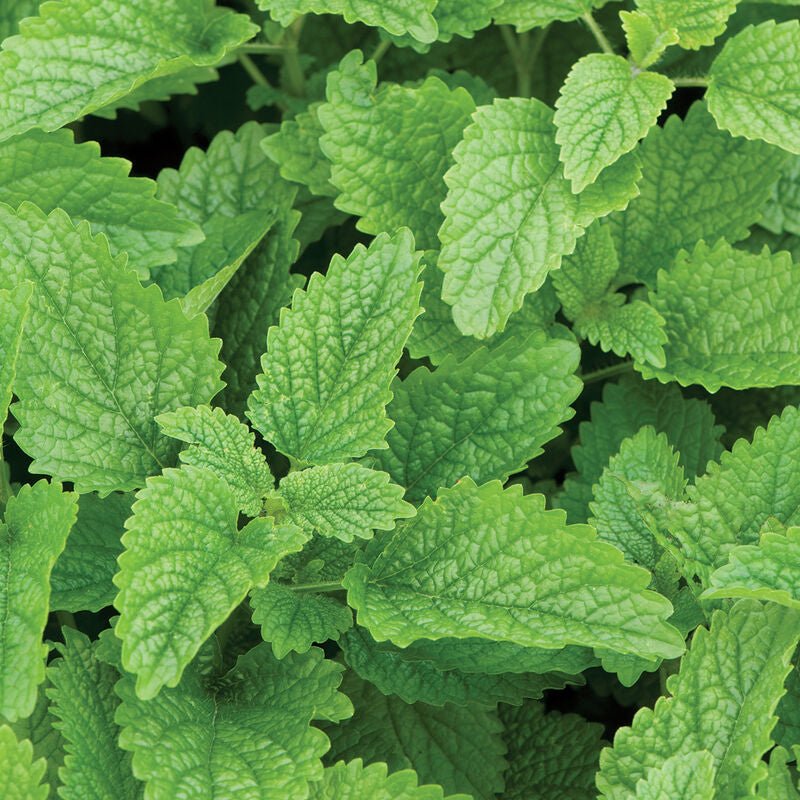 Close-up of fresh green lemon balm leaves on the plant