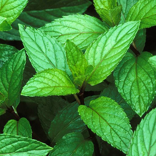 Close-up of fresh green peppermint leaves on the plant