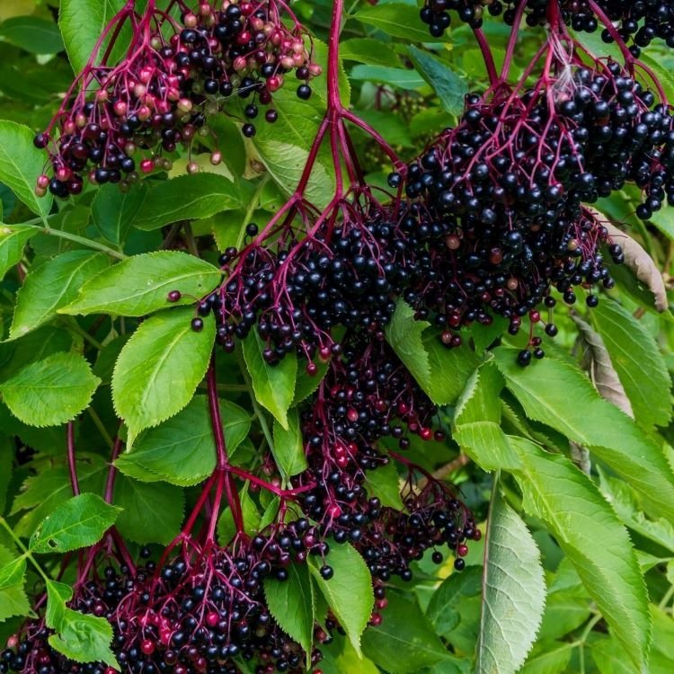 Clusters of ripe elderberries on the branch with green leaves