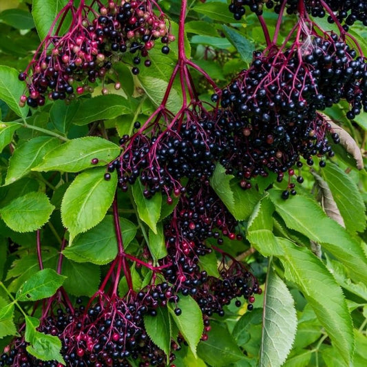 Elder Berries 1/2lb dried