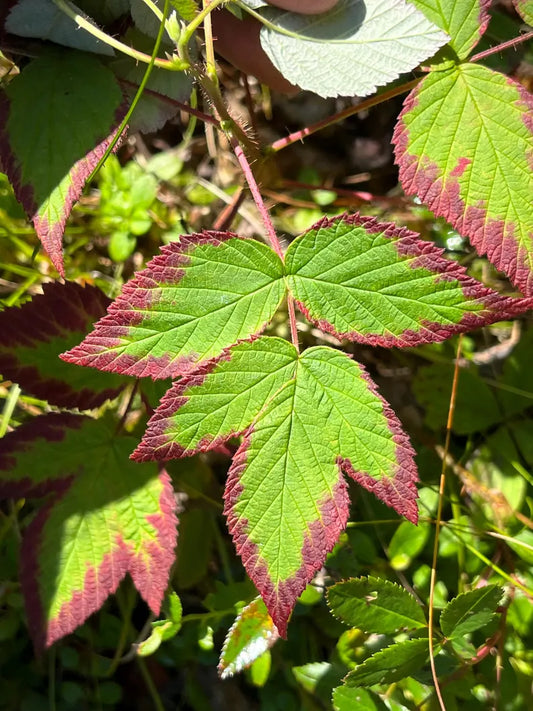 Red Raspberry Leaf 1/2lb dried